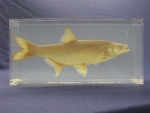 Foto Galerie/Cypriniformes/Cyprinidae/Leuciscus aspius_01_SS.jpg